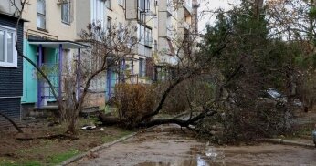 Who covers the cost of a fallen tree on a house or car in Canada?